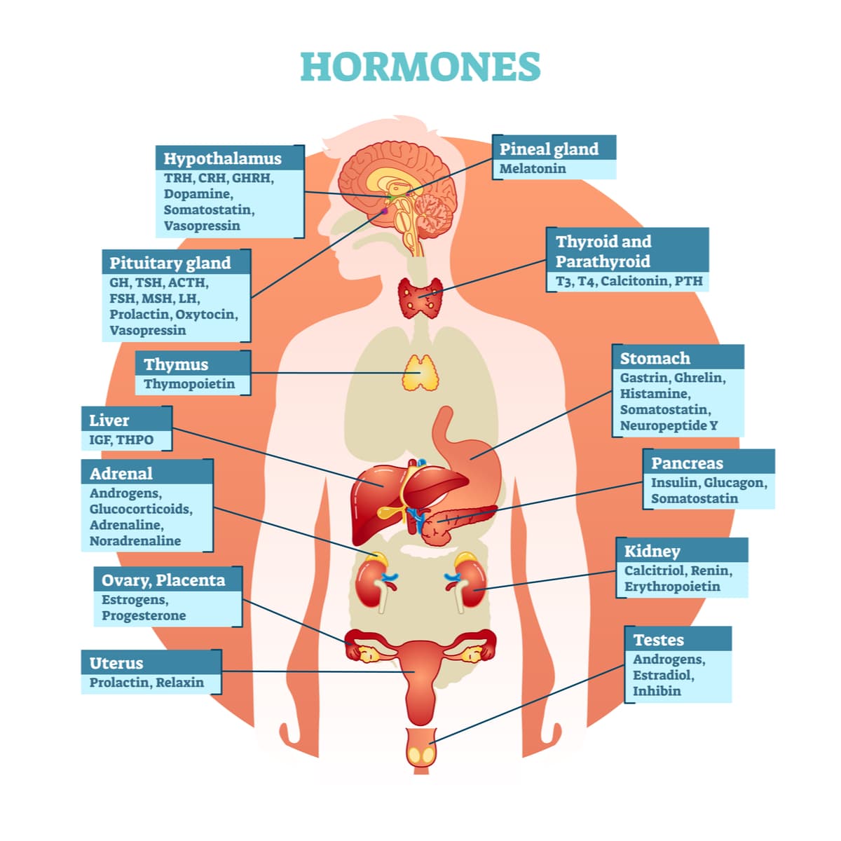 What Are Hormones SCALAR LIGHT