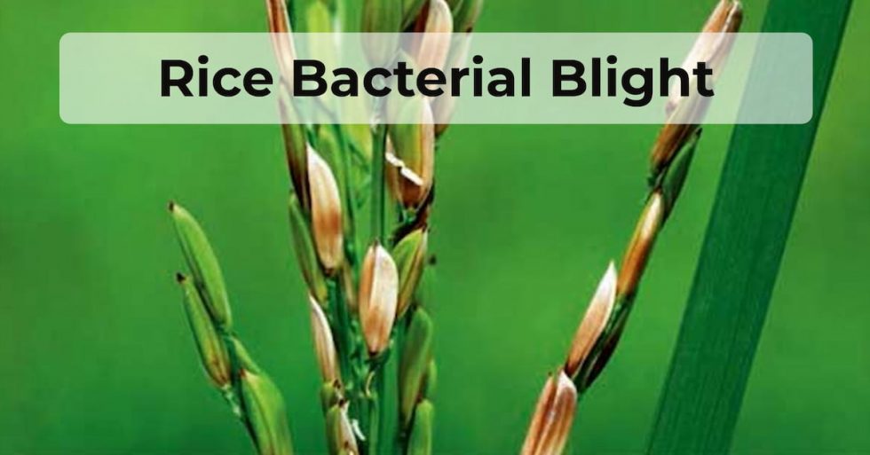 a historical review of bacterial blight of rice.